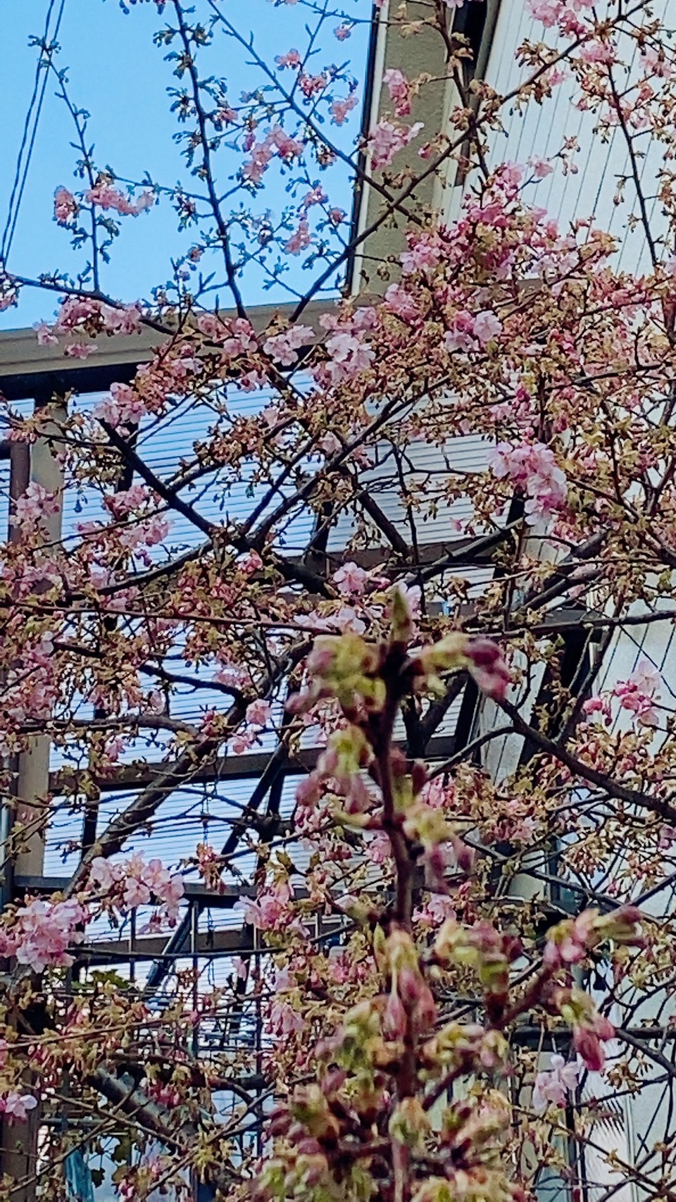 春よ来い!